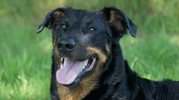 Beauceron