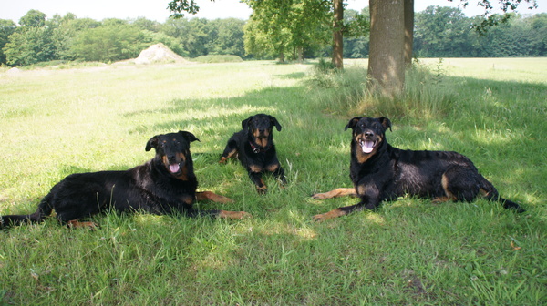 Beauceron