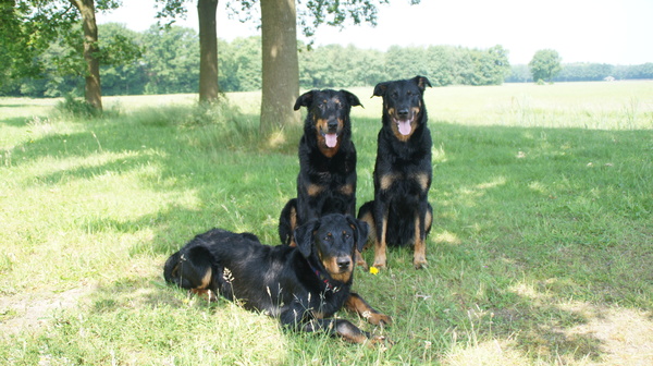 Beauceron