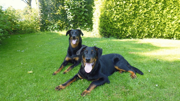 Beauceron