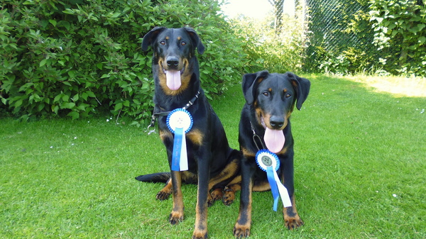 Beauceron