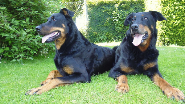 Beauceron