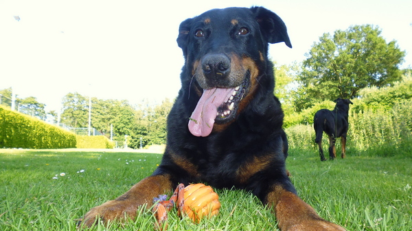 Beauceron