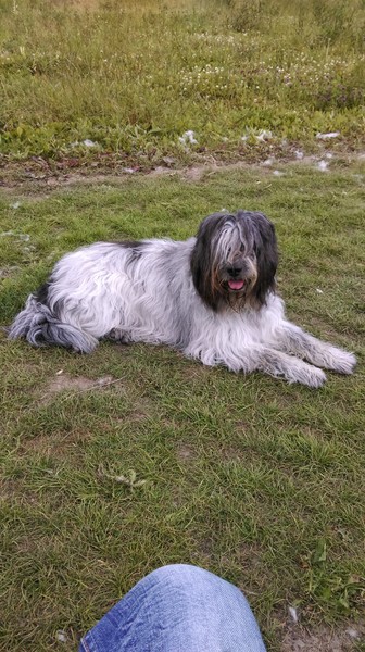 Nederlandse Schapendoes