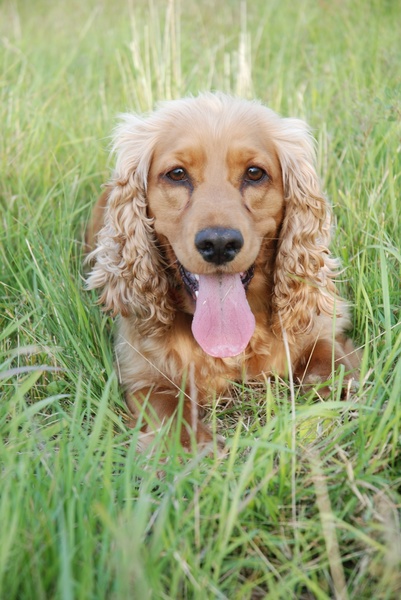 Engelse Cocker Spaniel