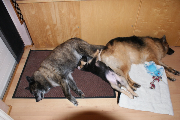 Chewy,Grizzly en Woelie