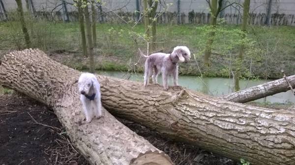Bedlington Terrier