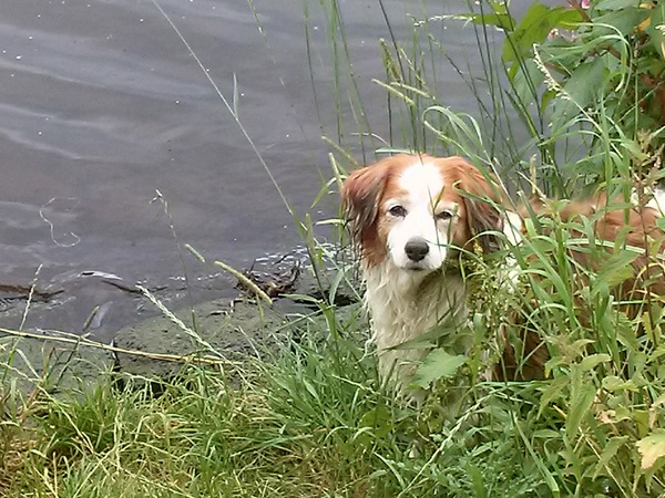 Kooikerhondje