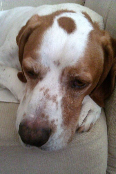 Braque Saint Germain