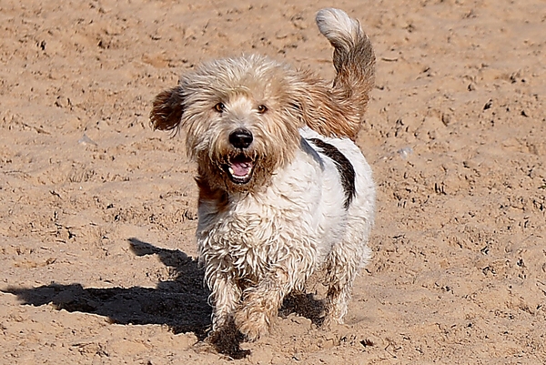 Petit Basset griffon vendéen
