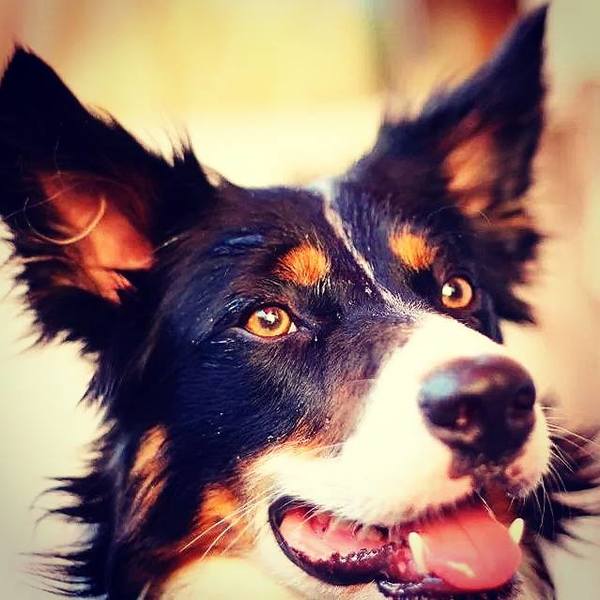 my shunshine Trigger