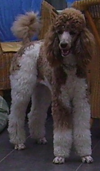 Rianne