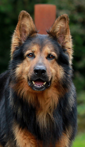 Mijn allereerste hond en allerbeste maatje Haakon