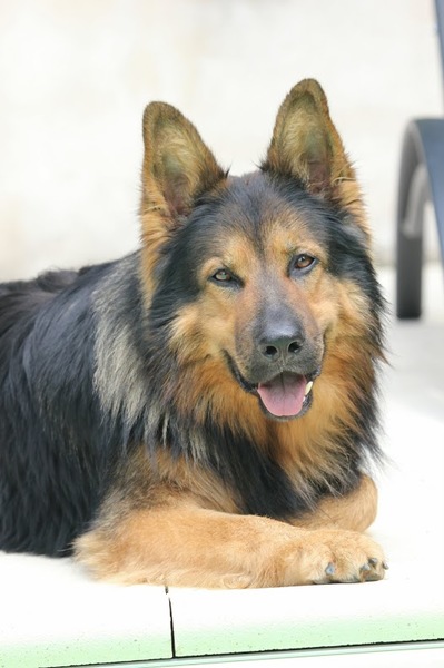 Droomblik van mijn eigen droomhond Haakon