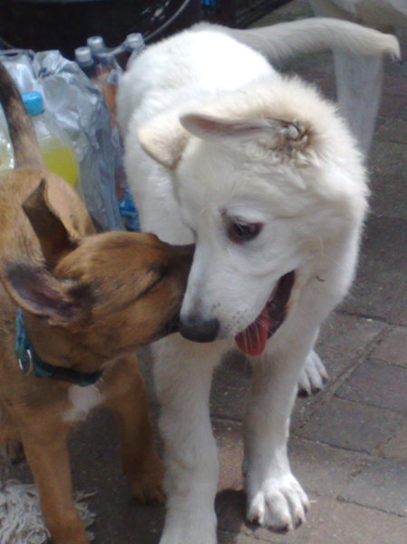 Dieszel helemaal verliefd op Myla