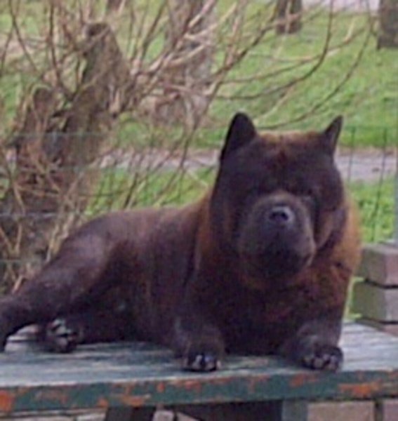 Chow chow