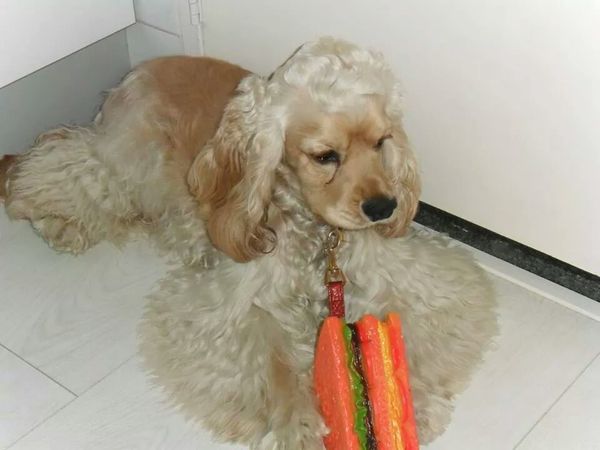 Amerikaanse Cockerspaniel