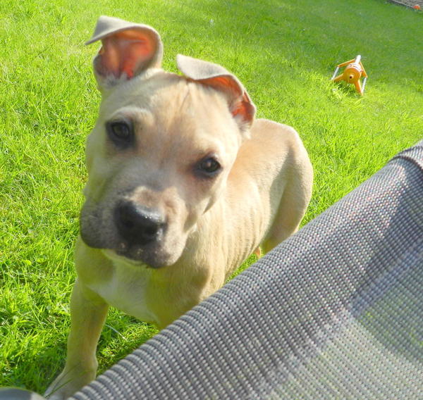 Staffordshire Bull Terrier