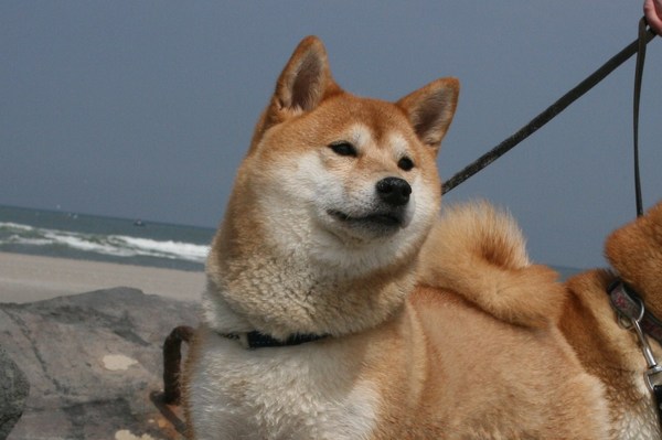 Shiba