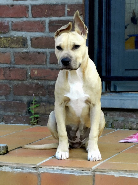 Staffordshire Bull Terrier