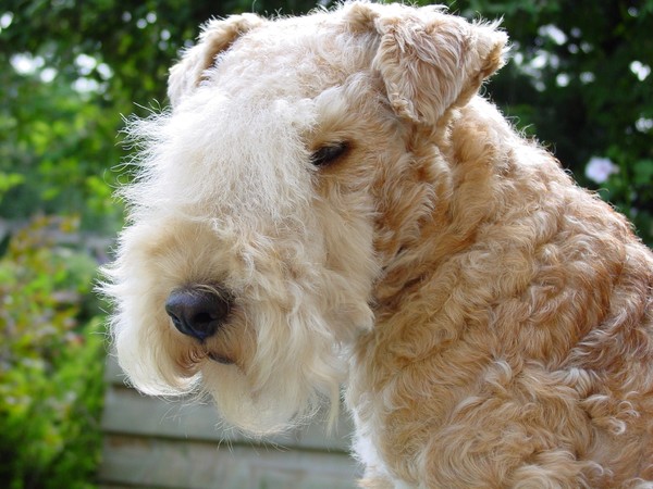 Lakeland Terrier