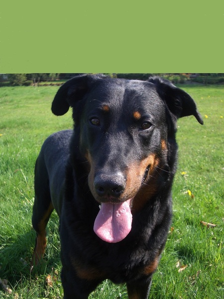 Mijn vriend Borduval