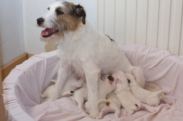 Geystersveld Parson russells