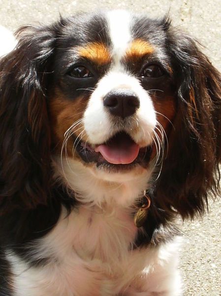 Deze lieverd heb ik voor haar 4e jaar moeten laten inslapen.