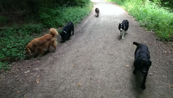 Amsterdamse Bos