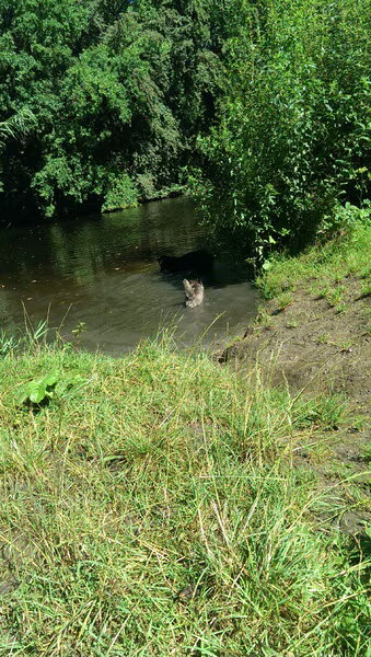 Wandel bos; Amsterdamse Bos