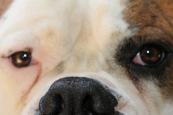 Amerikaanse Bulldog