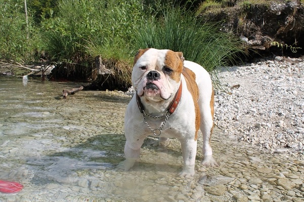 Amerikaanse Bulldog