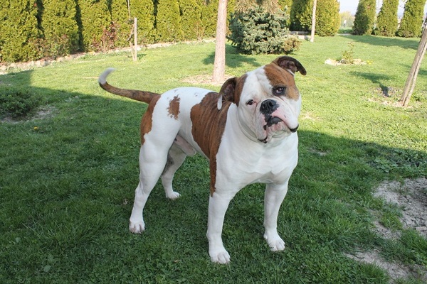Amerikaanse Bulldog