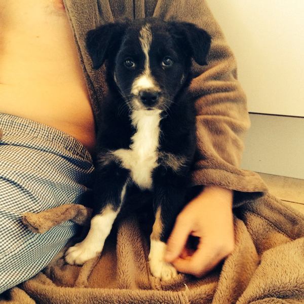 onze nieuwe puppy Kyra