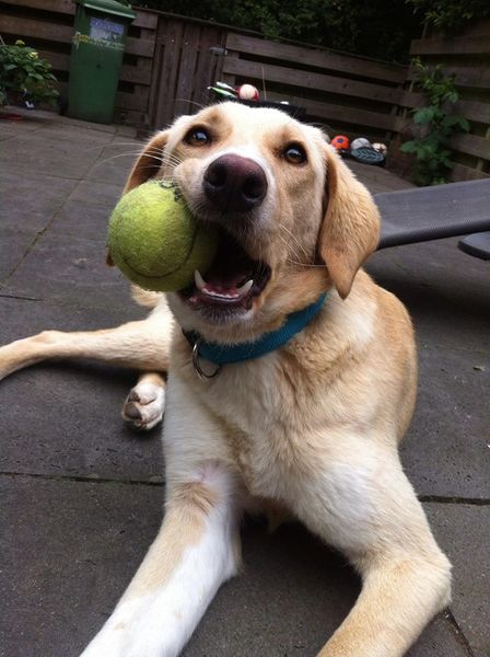 I love tennisballen!