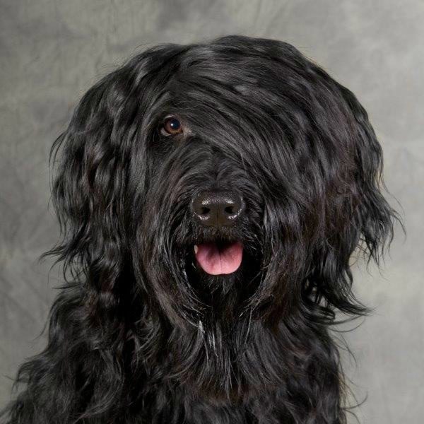 Briards Emergè de L'Amour  