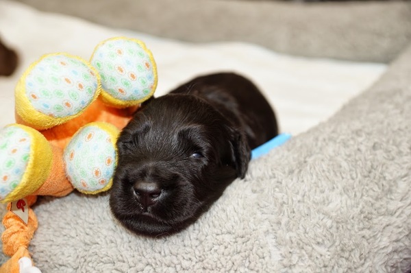 Briards Emergè de L'Amour  