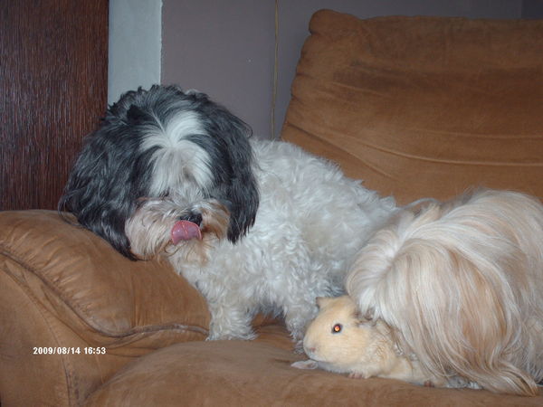 Jimmy krijgt een wasbeurt van Luna en Turbo