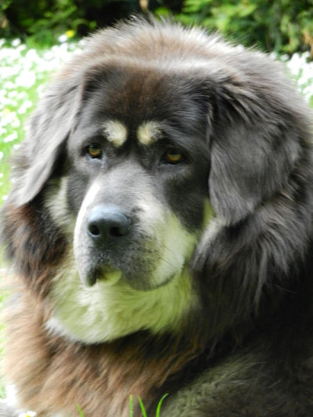 Tibetaanse Mastiff Sarah