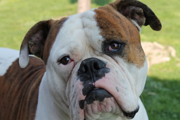 Diesel , American Bulldog