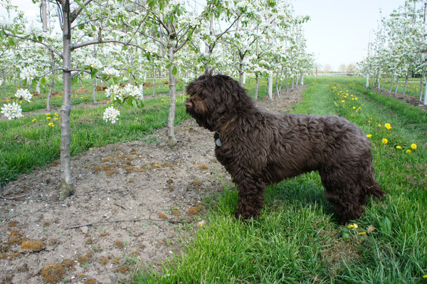 Diamond Dogs Australian Labradoodles