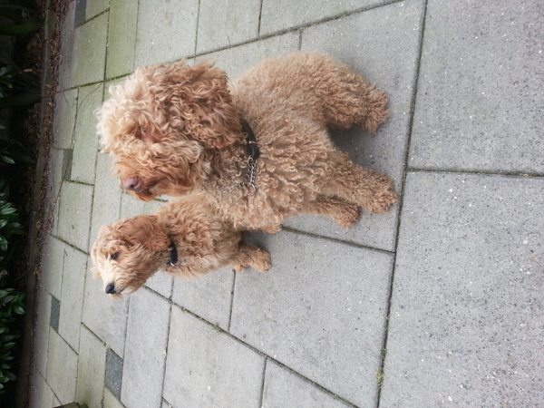 Diamond Dogs Australian Labradoodles