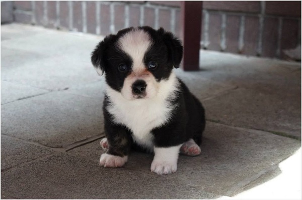 Mijn toekomstige puppekind