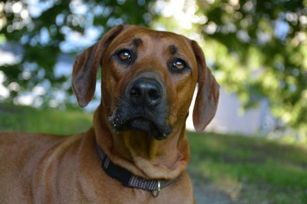 Rhodesian Ridgeback
