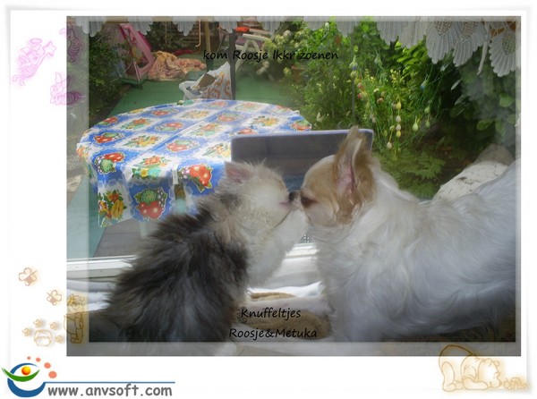 liefde op eerste gezicht