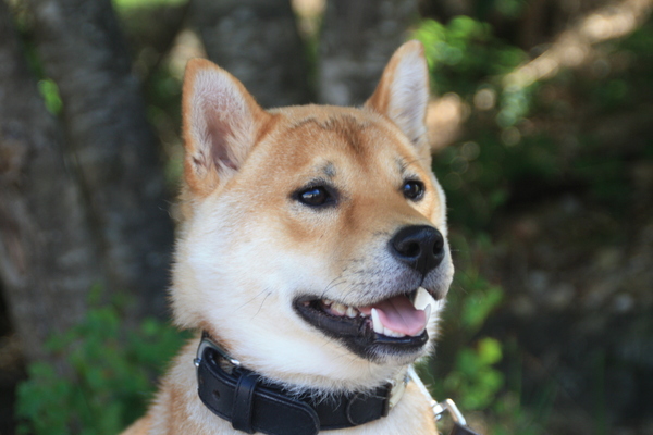 aiko