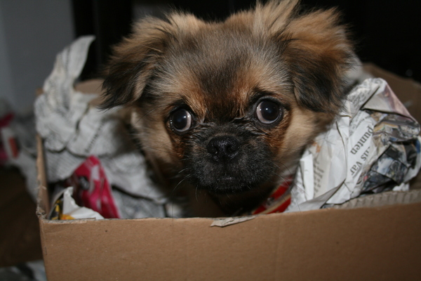 cindy tijdens koekjes zoeken in de papier doos