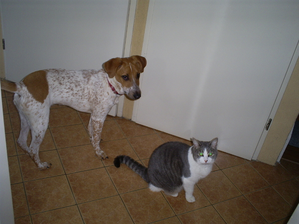 Buddy en de kat