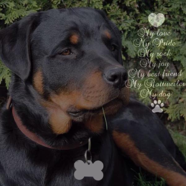 Rottweiler