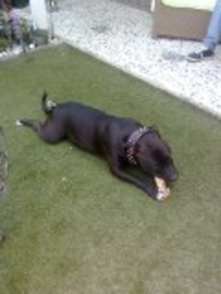 American Staffordshire Terrier